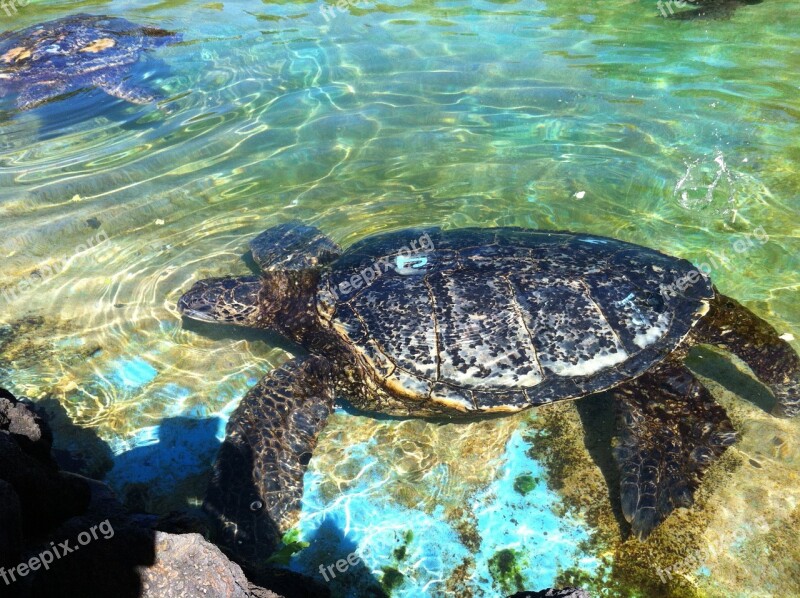 Turtle Hono Swimming Turtle Hawaiian Turtle Free Photos