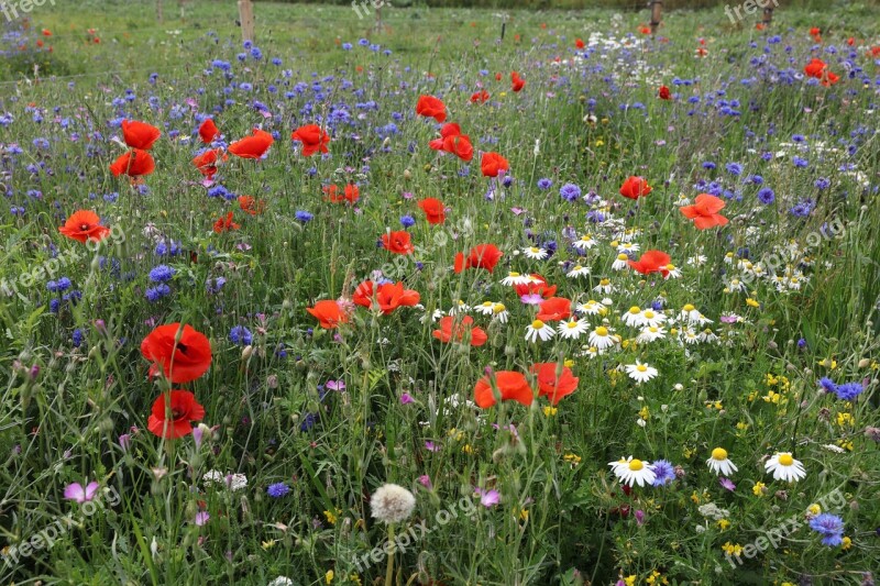 Flowers Wild Plants Eng Summer Field