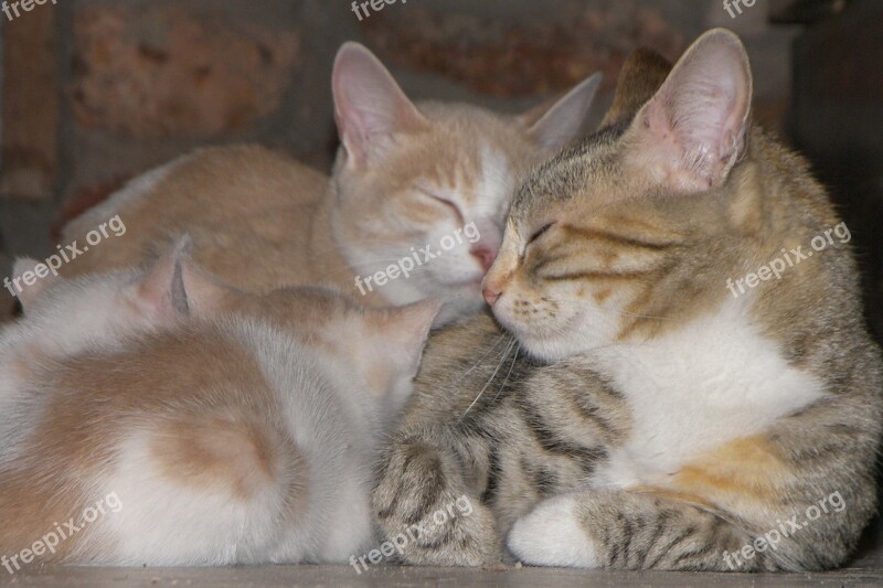 Cats Family Kitten Love Together