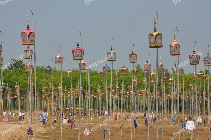 Racing Pigeons Dove Narathiwat Cage Farm