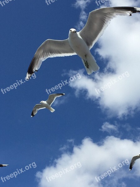 Seagulls Finland Blue Sky Free Photos