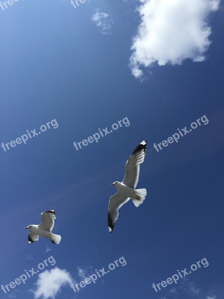 Seagulls Finland Blue Sky Free Photos