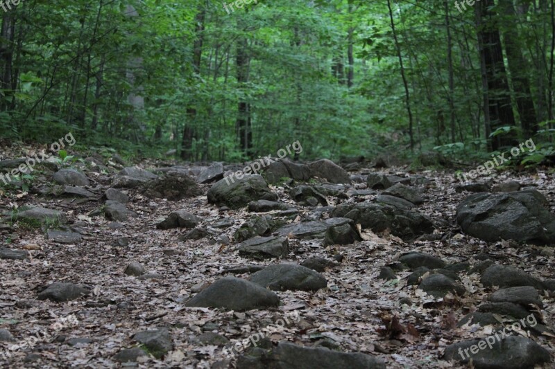 Trees Forest Nature Forest Trees Outdoor