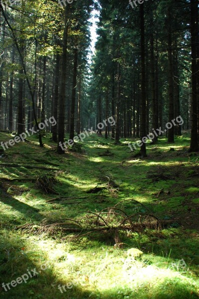 Nature Forest Green Light Shadow