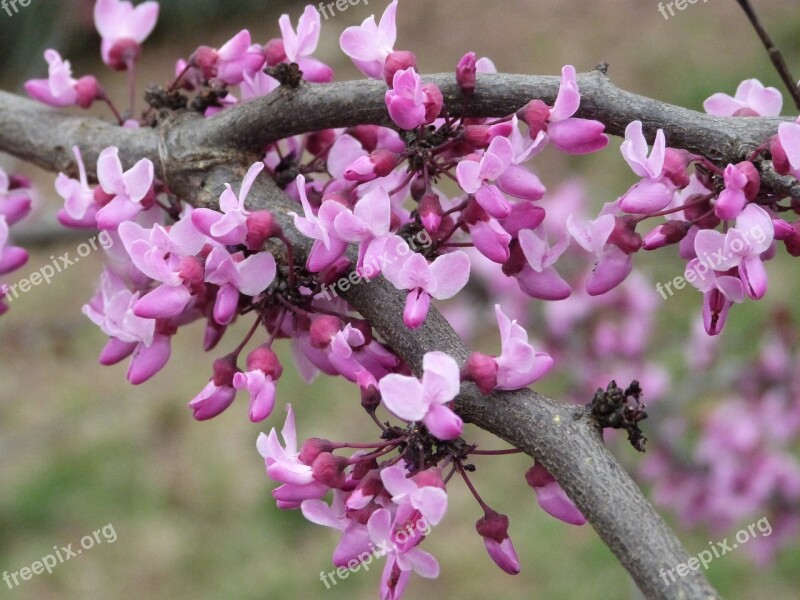 Pansy Redbud Bloom Redbud Flower Pink Tree