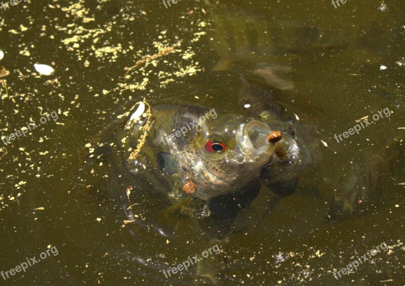 Fish Feeding Water Pond Feed