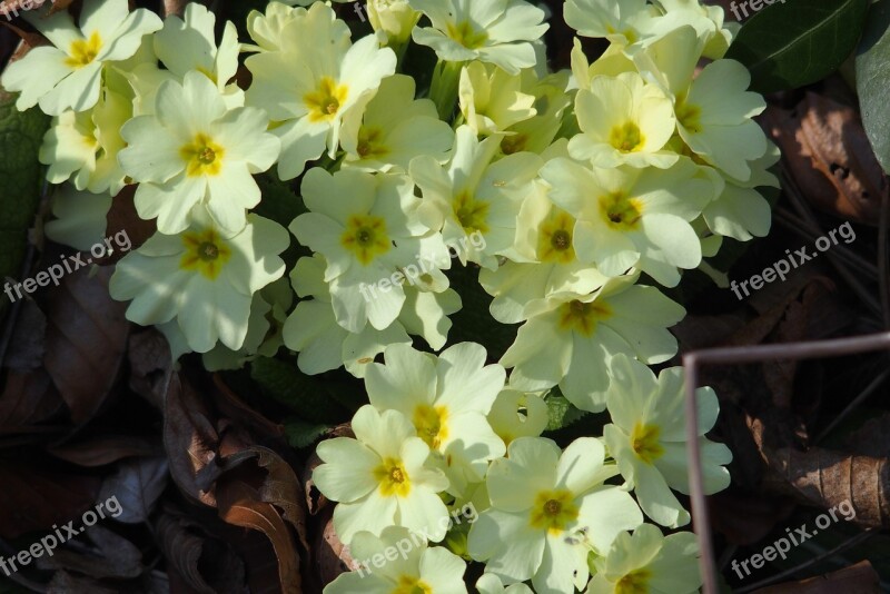 Spring Primrose Plant Flower Close Up