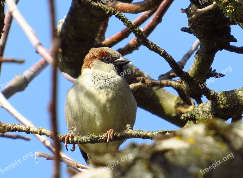 Sparrow Sperling Bird Tree Nature