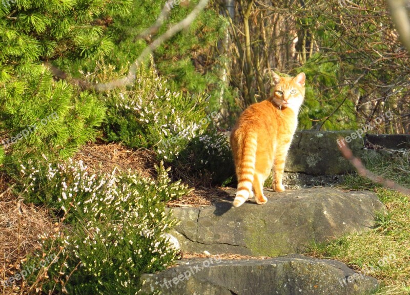 Cat Animals Garden Nature Ginger Fur