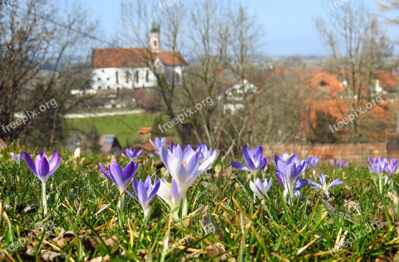 Crocus Spring Flowers Meadow Free Photos