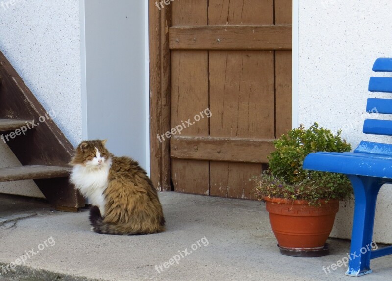 Cat Pets Homeless Out Fur