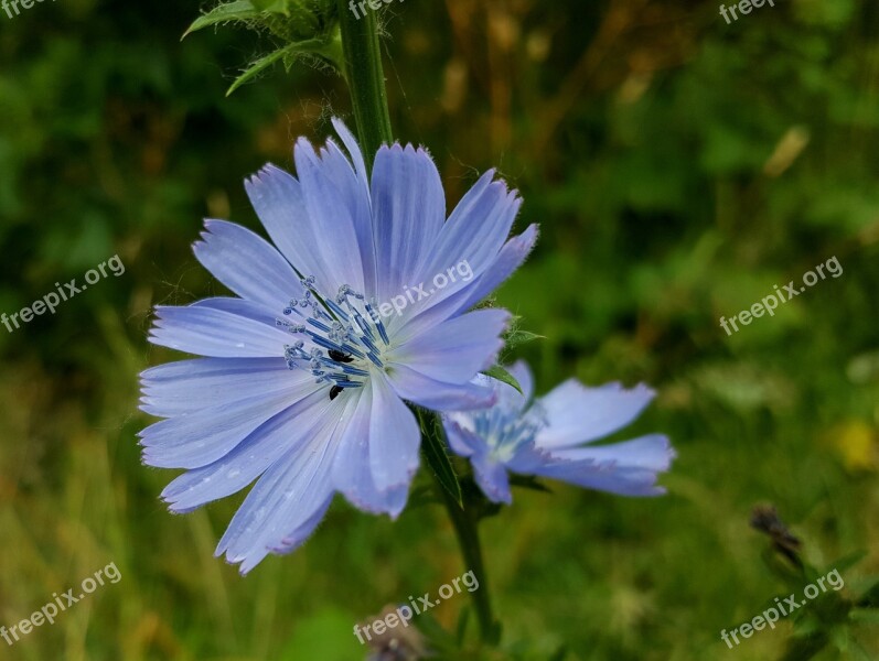 Chicory Beetles Flower Free Photos