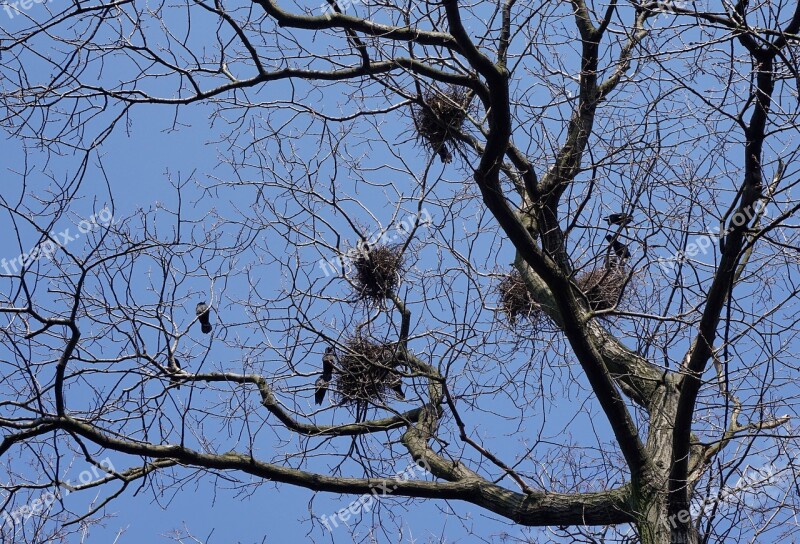 Bird's Nest Birds Rooks Tree Branches