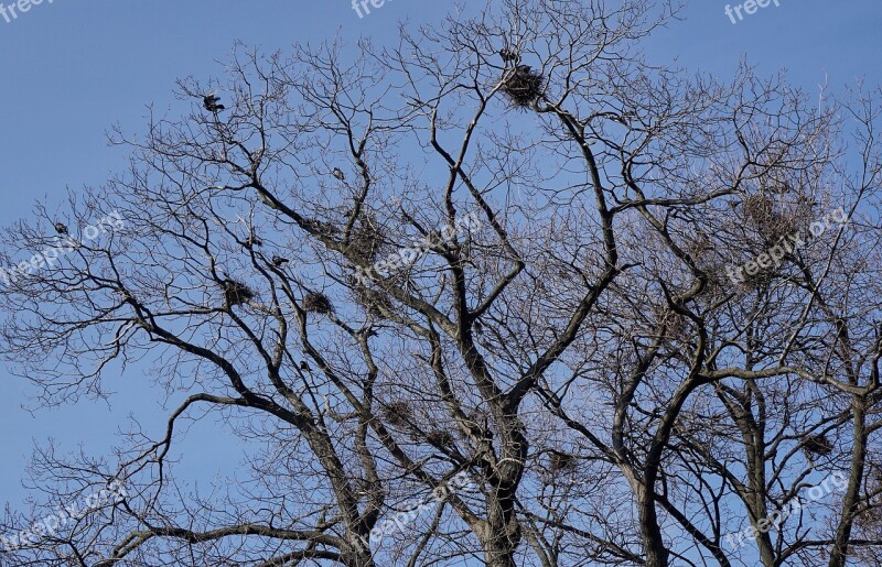 Bird's Nest Birds Rooks Tree Branches