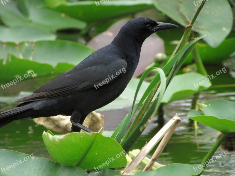 Florida Bird Everglades Feather Nature