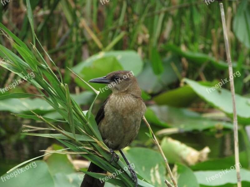 Florida Bird Everglades Feather Nature