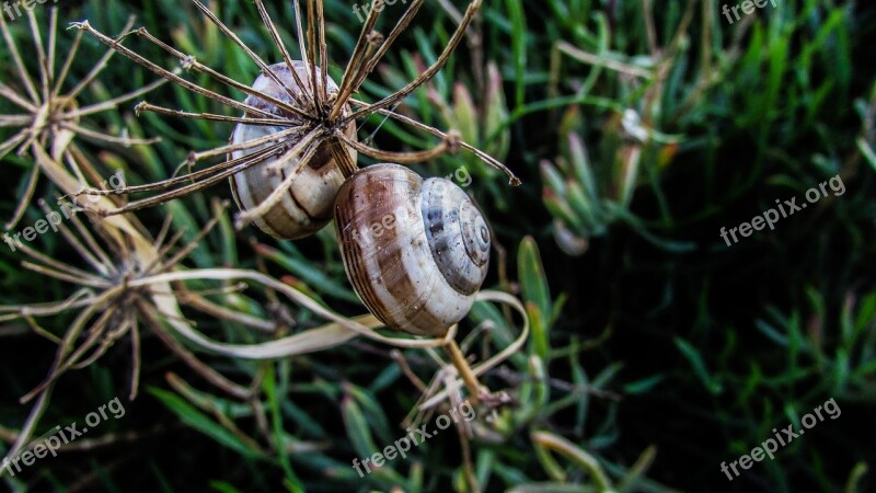 Snail Nature Shell Helix Environment