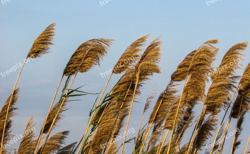 Reeds Plant Gold Nature Countryside