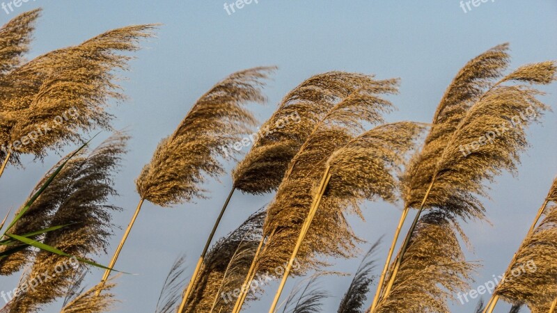 Reeds Plant Gold Nature Countryside