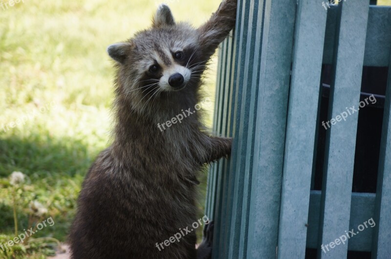 Raccoon Animal Wildlife Free Photos