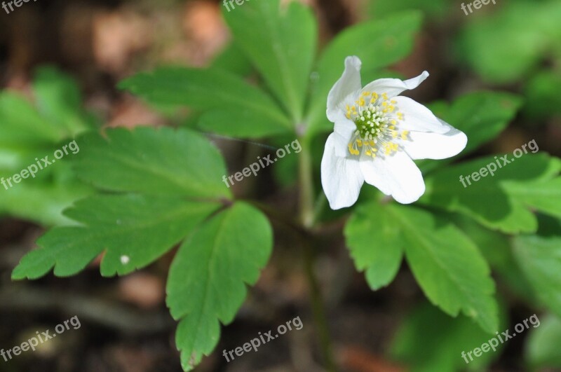 White Flower Flower Wood Foliage Wood White