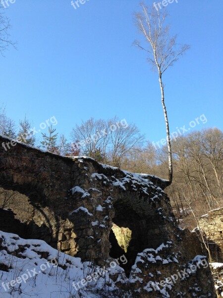 Tree Birch Nature Snow Winter