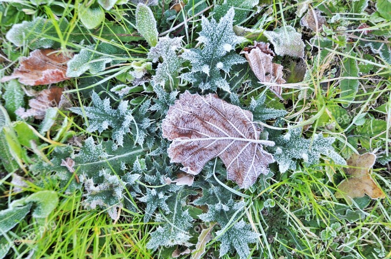 Leaves Jelly Winter Plant Nature