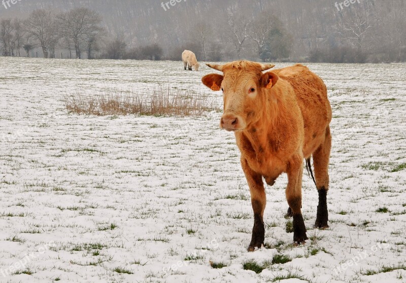 Calf Cattle Cow Animals Farm Animals