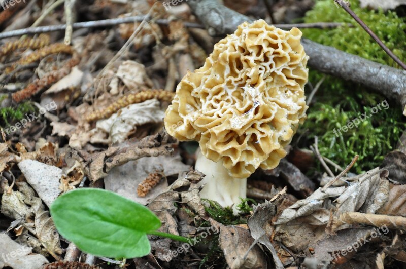 Morel Fungus Forest Mushrooms Regal Nature