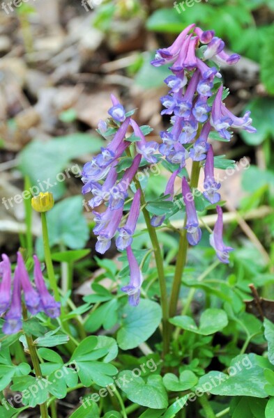 Purple Flowers Woodland Flowers Violets Wood Violet