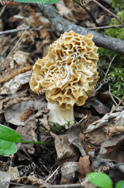 Morel Fungus Forest Mushrooms Regal Nature