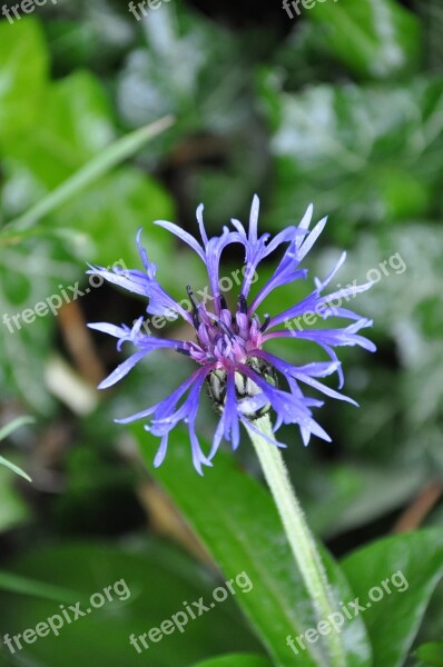 Blueberry Flower Blue Flower Nature Violet