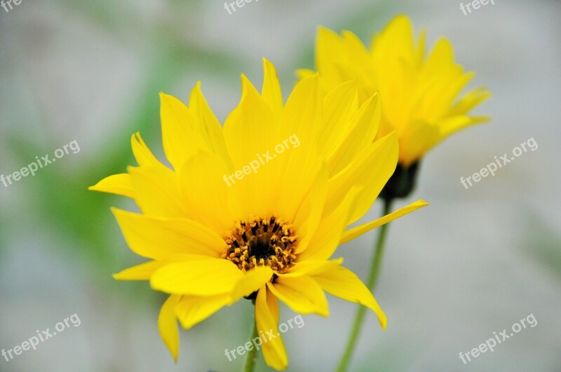 Flower Yellow Flowers Yellow Yellow Flower Nature