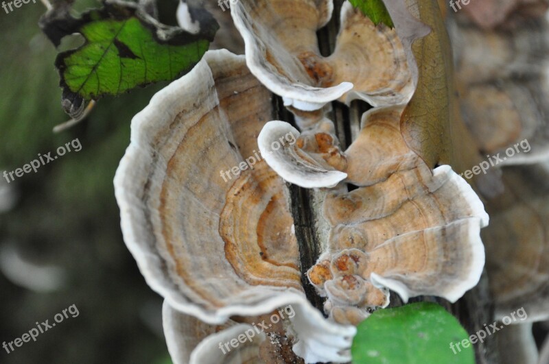 Cep Collection Wood Forest Fall