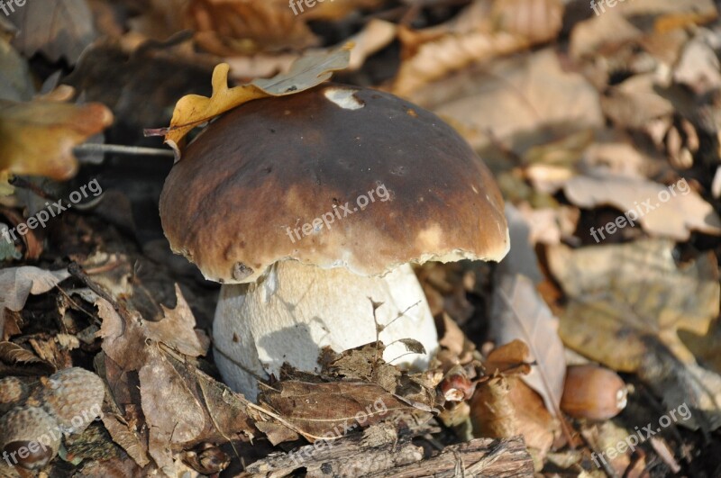 Boletus Cep Collection Wood Forest