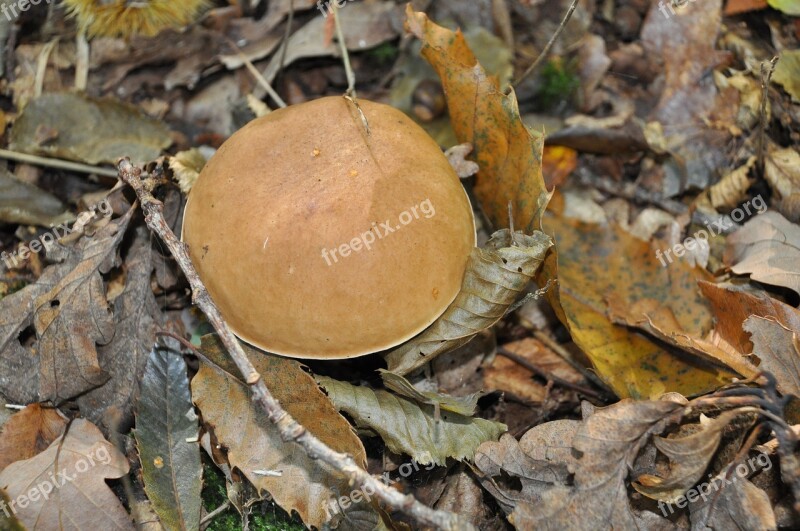 Boletus Cep Collection Wood Forest