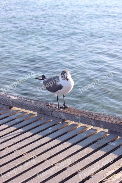 Bird Seagull Nature Gull Coast