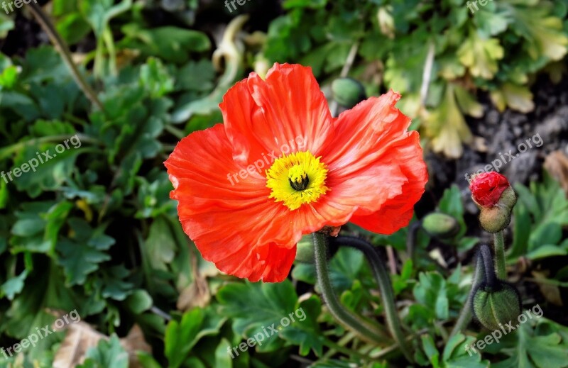 Poppy Blossom Bloom Red Klatschmohn