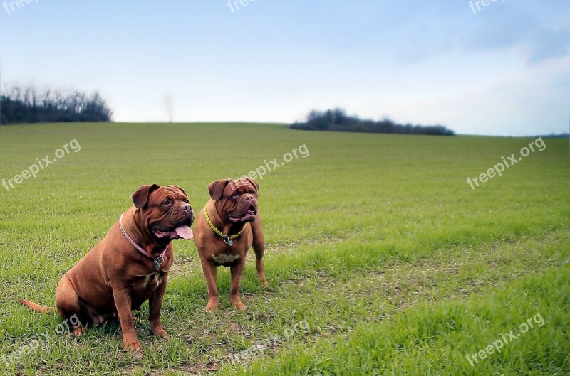 Bordeaux Mastiff Dog Mastiffs French