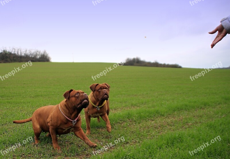 Bordeaux Mastiff Dog Mastiffs French