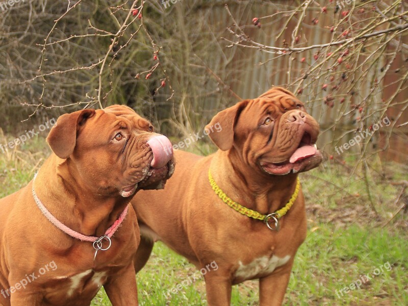 Bordeaux Mastiff Dog Mastiffs French