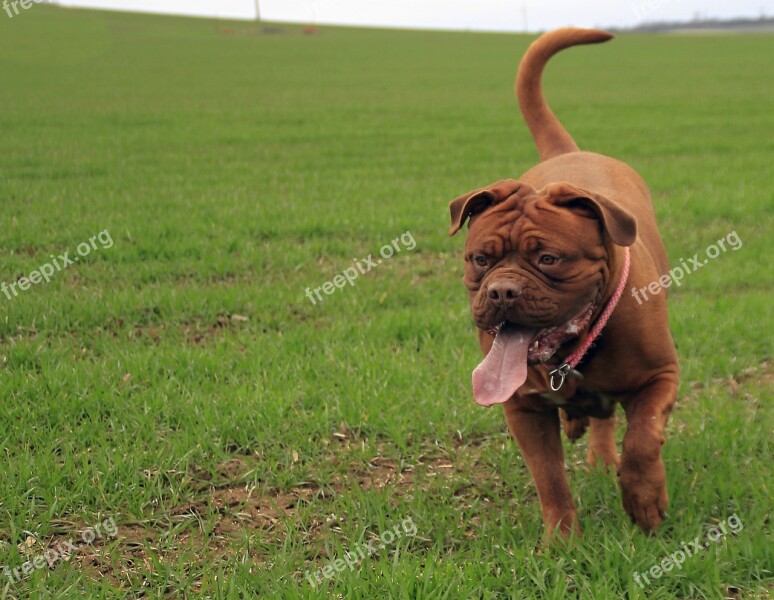 Bordeaux Mastiff Dog Mastiffs French