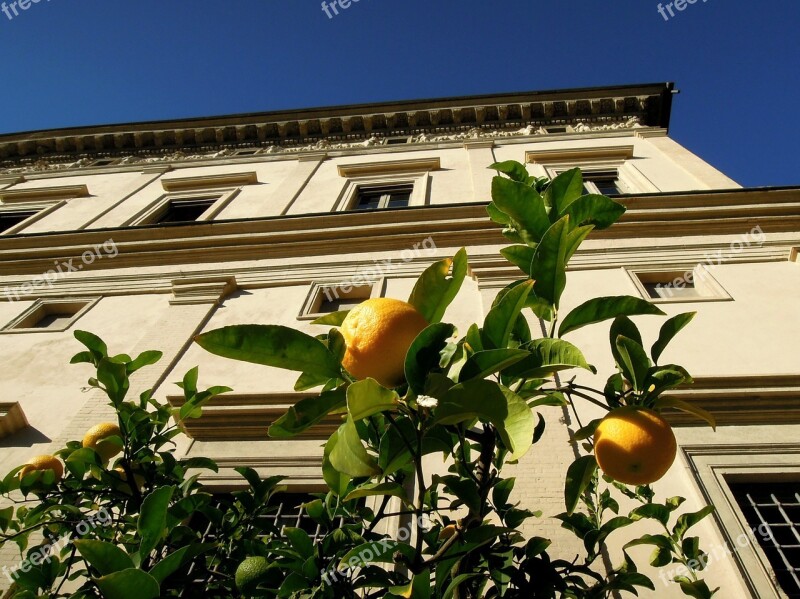 Building Rome Italy Lemon Tree