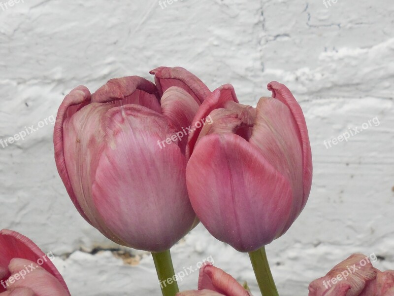 Tulip Flower Nature Spring Floral