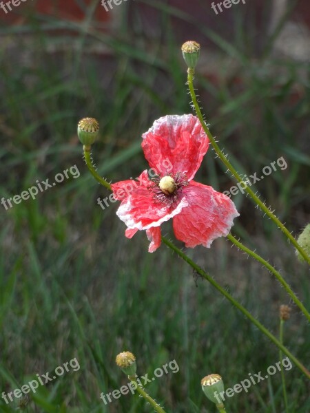 Poppy Faded Red White Green