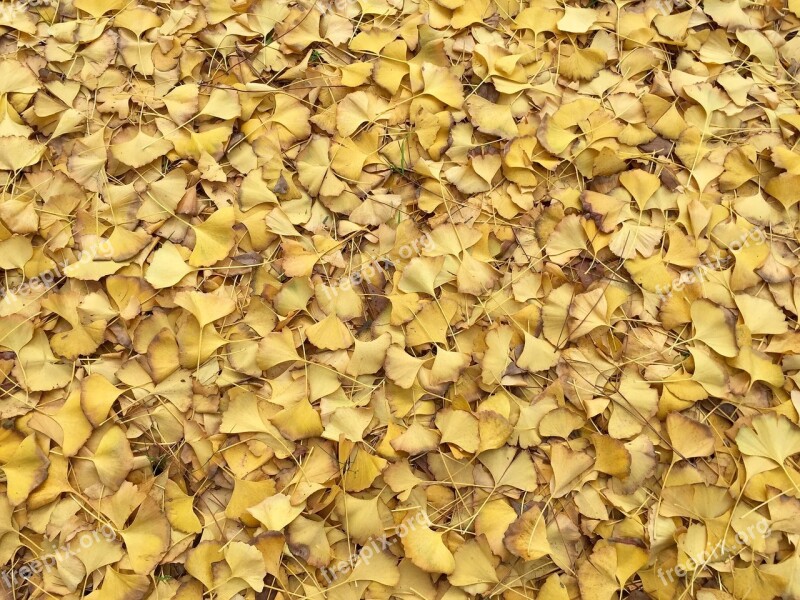 Leaves Yellow Fall Autumn Texture