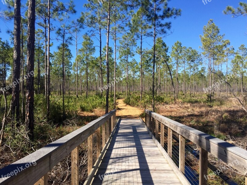 Nature Forest Trees Tall Bridge