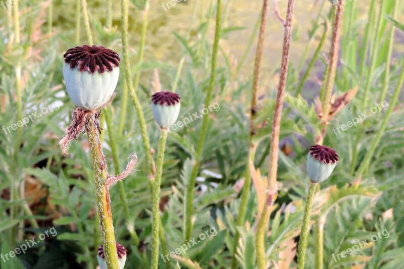 Poppy Klatschmohn Capsule Faded Nature