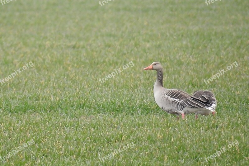 Greylag Goose Goose Water Bird Migratory Bird Wild Goose