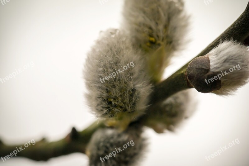 Kitten Willow Catkin Pasture Fluff Spring